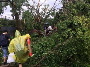 山竹爆料深圳视频最新版,深圳视频版揭秘惊人内幕